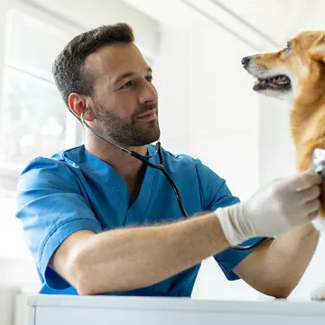 Cardiologia veterinária em Florianópolis