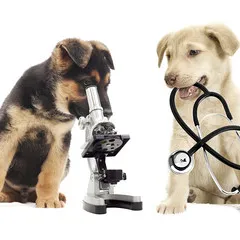 Cardiologista veterinário