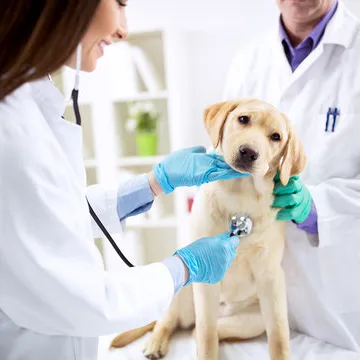 Castração de cachorro fêmea