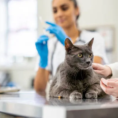 Castração de gato em Santa Catarina