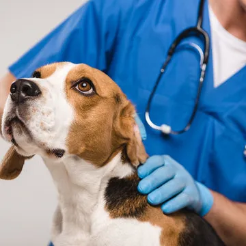 Centro cirúrgico veterinário em Florianópolis