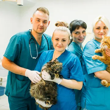 Centro cirúrgico veterinário em Santa Catarina