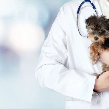 Clínica veterinária de gastroenterologia em Florianópolis