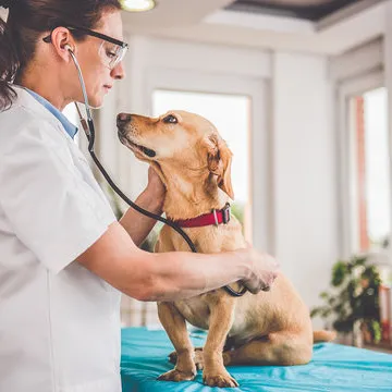 Clínica veterinária mais próxima de mim