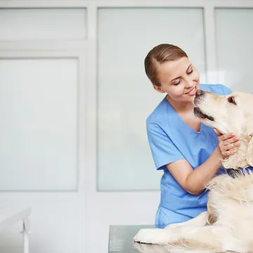 Clínica veterinária perto de mim em Florianópolis