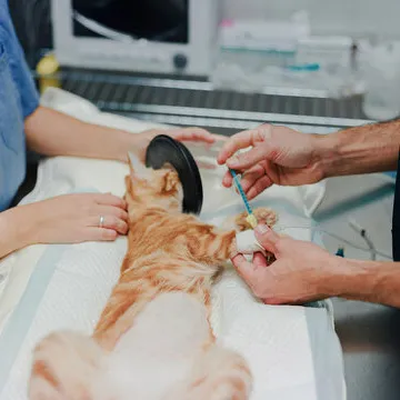 Clínica veterinária perto de mim em Santa Catarina