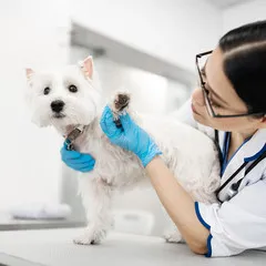 Clínica veterinária próximo a mim