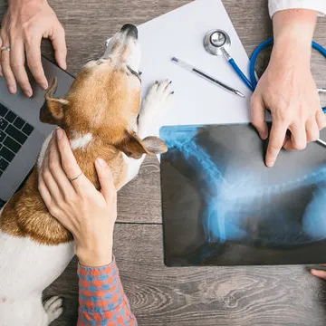 Clínica veterinária que faz castração