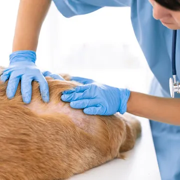 Dermatologista para cachorro em Santa Catarina