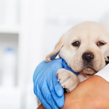 Gastroenterologista para cachorro em Florianópolis