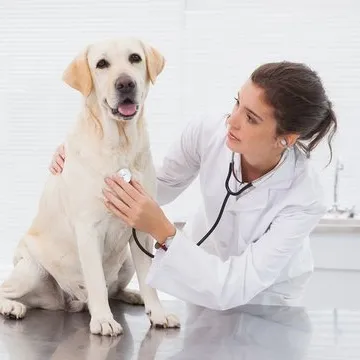 Gastroenterologista para cães perto de mim em Florianópolis