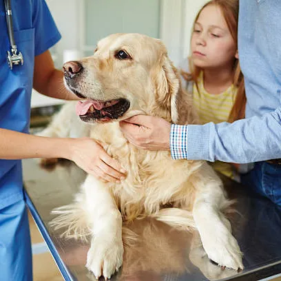 Internação veterinária preço