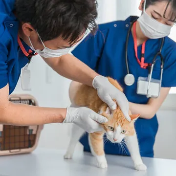 Nefrologista veterinário em Florianópolis