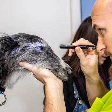 Oftalmo veterinário em Santa Catarina