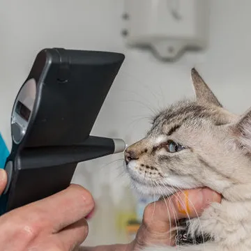 Oftalmologista veterinário em Santa Catarina