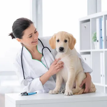 Ortopedista para cães