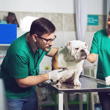 Ortopedista veterinário em Florianópolis