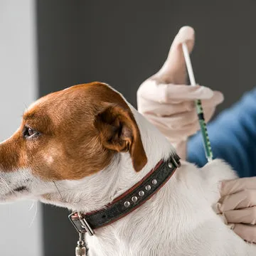 Vacina antirrábica para cachorro