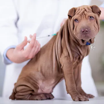 Vacina raiva cachorro preço