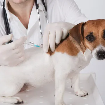 Vacinas para cão em Santa Catarina