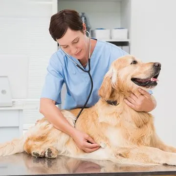 Veterinário