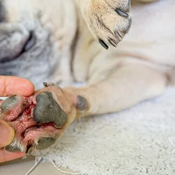 Veterinário dermatologista em Santa Catarina