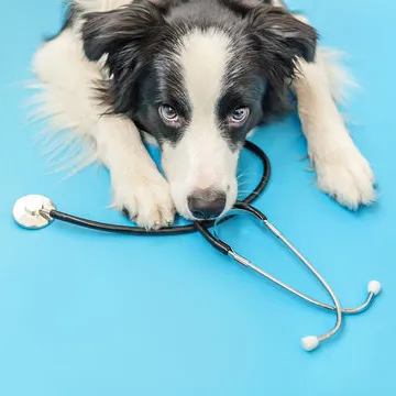 Veterinário gastroenterologista em Florianópolis