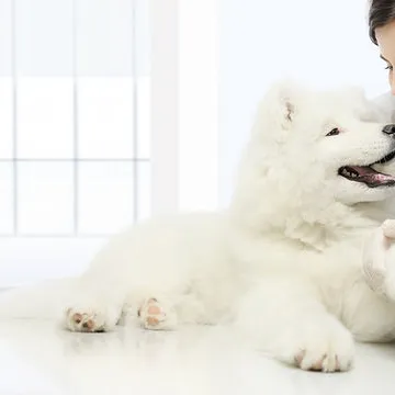 Veterinário nefrologista