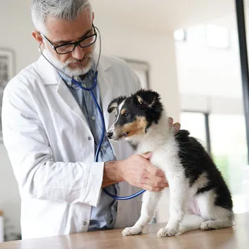 Veterinário perto de mim em Santa Catarina