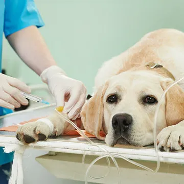 Veterinário próximo a mim