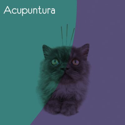 acupuntura1495048082